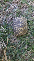 Stigmochelys pardalis
