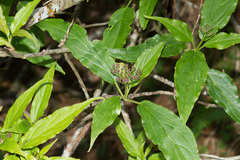 Viburnum urceolatum