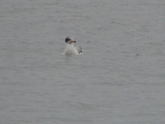 Ichthyaetus ichthyaetus