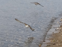 Charadriiformes