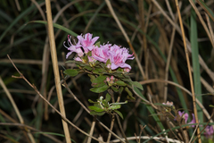 Rhododendron breviperulatum