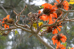 Ploceus capensis