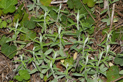 Anaphalis morrisonicola