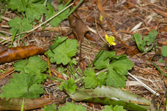 Ranunculus taisanensis