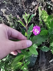 Epilobium hirsutum