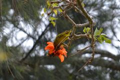 Ploceus capensis