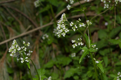 Valeriana flaccidissima