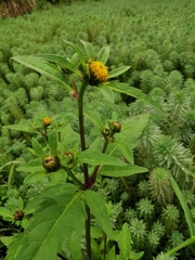 Bidens tripartita