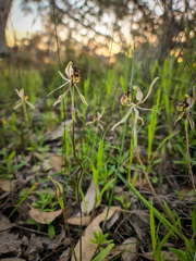 Caladenia barbarossa