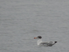 Ichthyaetus ichthyaetus