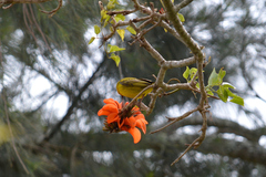 Ploceus capensis