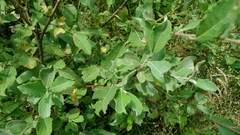 Salix cinerea