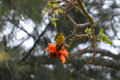 Ploceus capensis