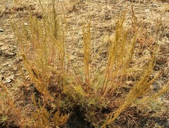 Artemisia lessingiana