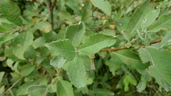 Salix cinerea