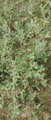 Salix cinerea