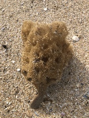 Porifera