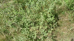 Salix cinerea