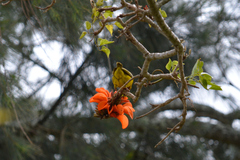 Ploceus capensis