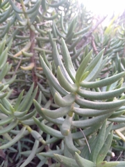 Crassula tetragona