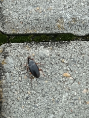 Harpalus rufipes
