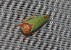 Iassus lanio