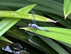 Brachydiplax chalybea