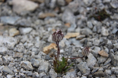 Silene uralensis