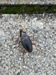 Harpalus rufipes