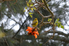 Ploceus capensis