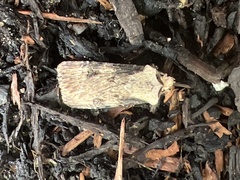 Agrotis puta