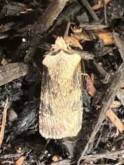 Agrotis puta