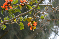 Ploceus capensis