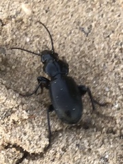 Pterostichus madidus