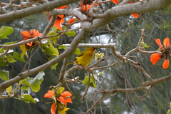Ploceus capensis