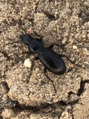 Pterostichus madidus