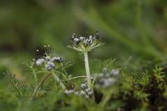 Trachydium roylei