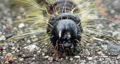Phalera flavescens