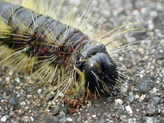 Phalera flavescens