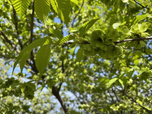 Ulmus davidiana iNat (1)