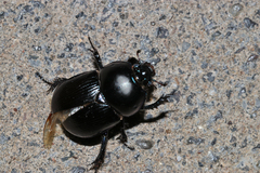 Geotrupes