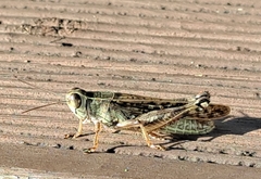 Shirakiacris shirakii