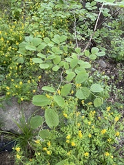 Celtis koraiensis
