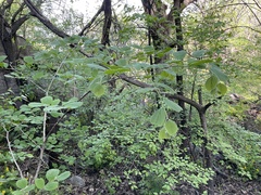 Celtis koraiensis