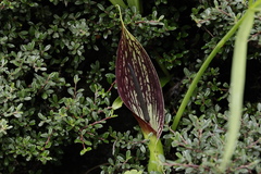 Sauromatum diversifolium
