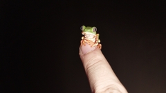 Callimedusa tomopterna