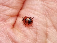 Diaperis nigronotata