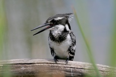 Ceryle rudis rudis