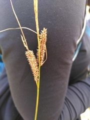 Carex flacca