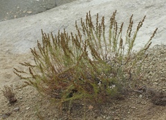 Artemisia salsoloides